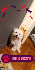 Male maltese Listing Image