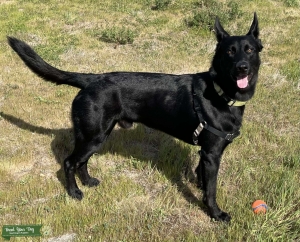 Belgian Malinois Stud Listing Image