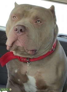 American XL bully  Listing Image
