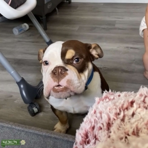 Mini English bulldog  Listing Image