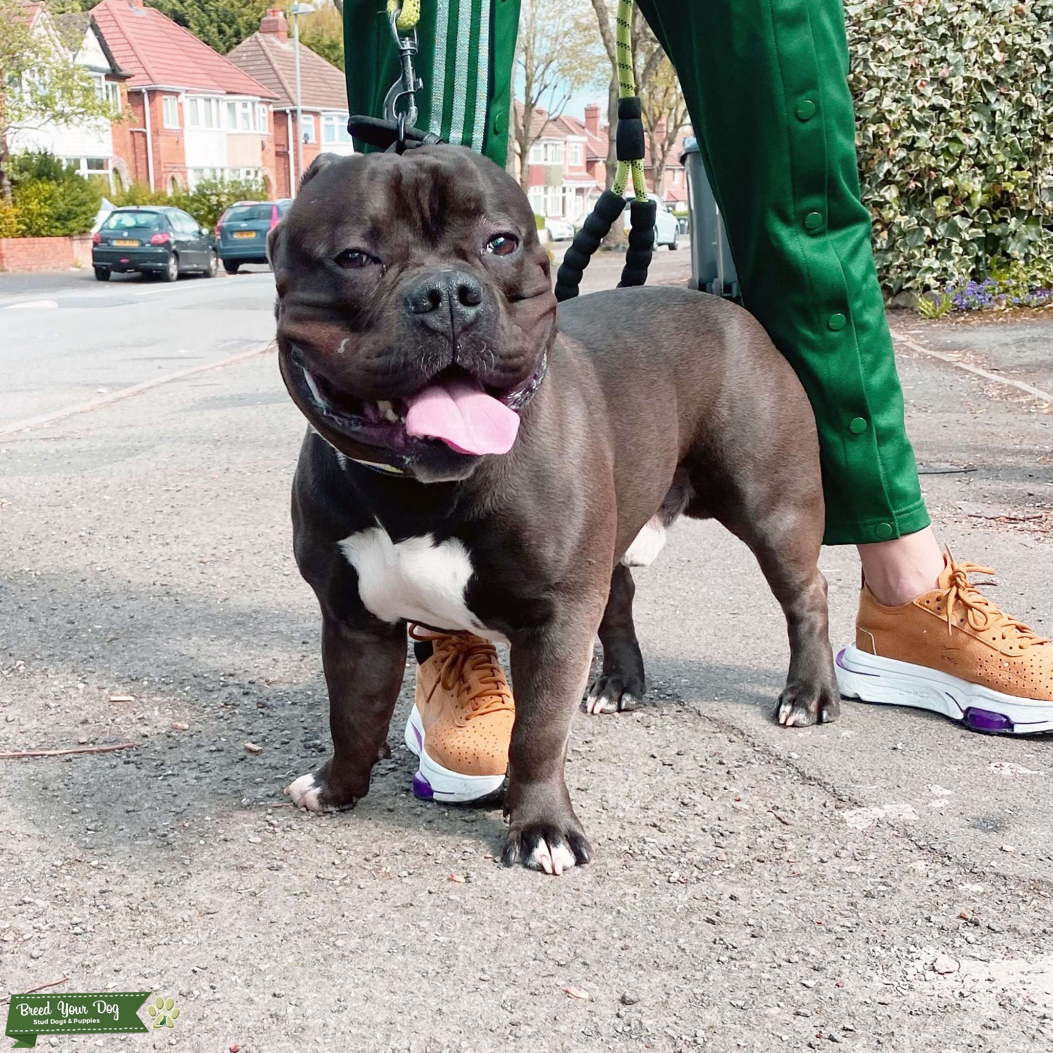 American Bully Pocket X Micro KC REG For Stud Stud Dog in West