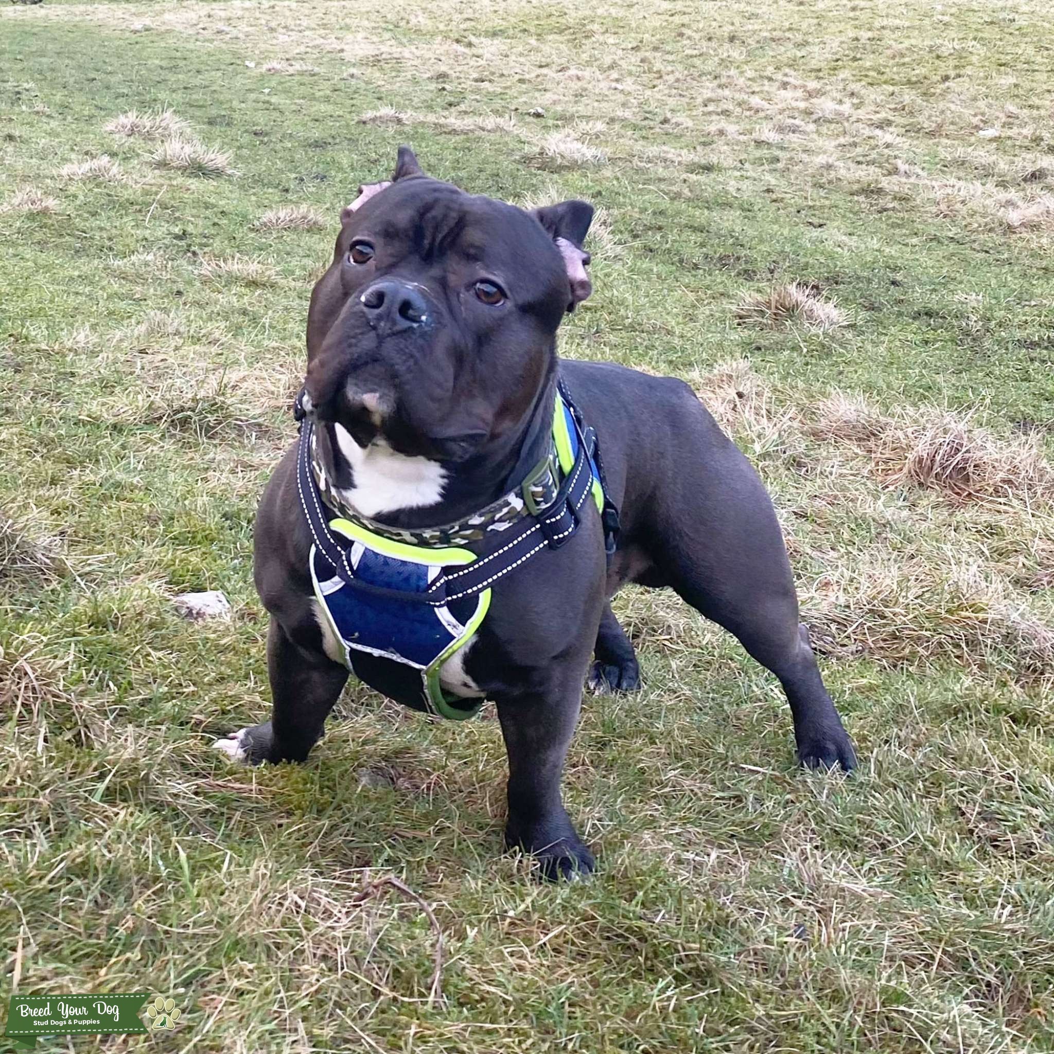 American Bully Pocket X Micro KC REG For Stud Stud Dog in West