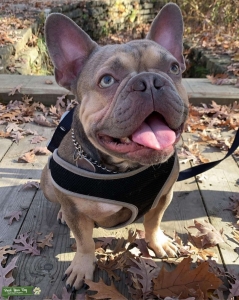 Mixed brown French Bulldog with colored eyes Listing Image