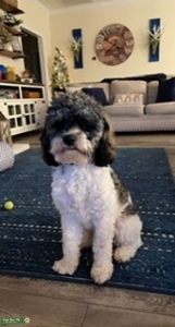 Cockerpoo Listing Image