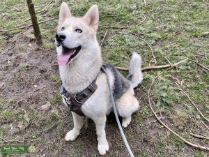 Handsome 1-Year Old Shepsky Listing Image