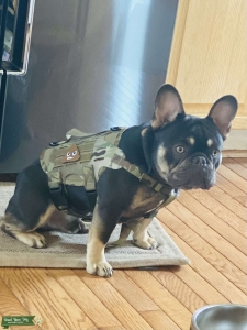 Stud Dog  Listing Image