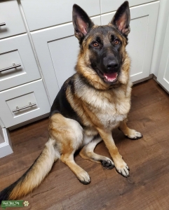 11 month old German Shepherd Listing Image