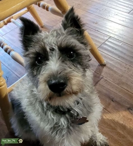 Blue, Merle Markings Listing Image