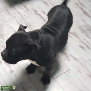 Big Boy Bully Listing Image