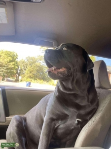 Blue ICCF certified Champion Bloodline Cane Corso Listing Image