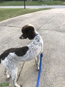 Proven Parti Poodle Listing Image