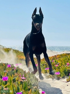 AKC Champion  Listing Image