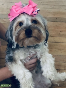 Female Yorkie looking for her 1st ever stud Listing Image