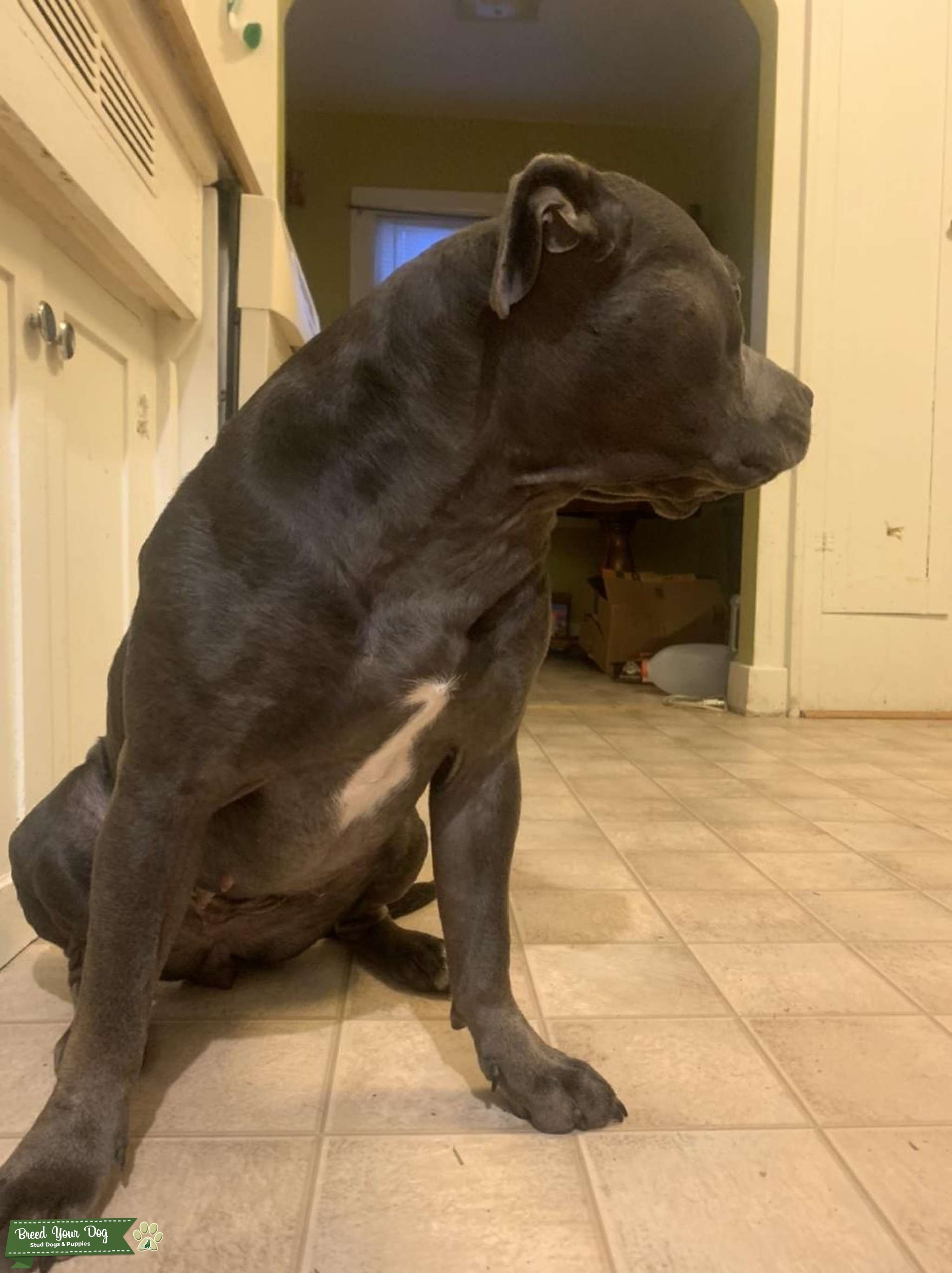 Staffie great breeding Stud Dog in Washington , United States Breed