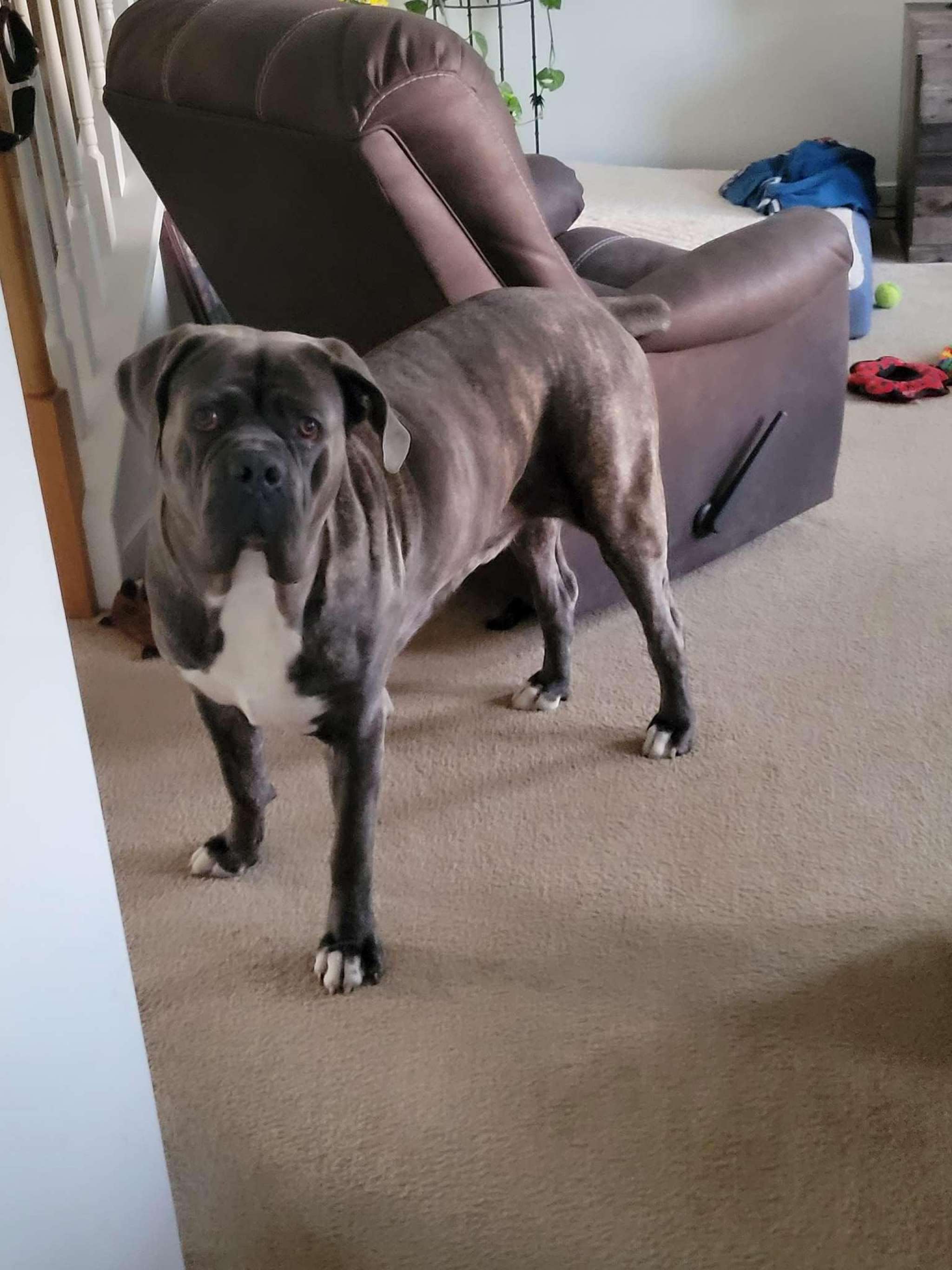 Cane Corso for Stud/Mate Stud Dog in Richmond, Virginia , the United