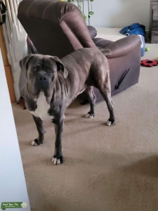 Cane Corso for Stud/Mate Listing Image