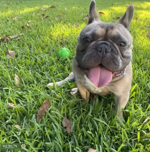 French Bulldog Stud  Listing Image