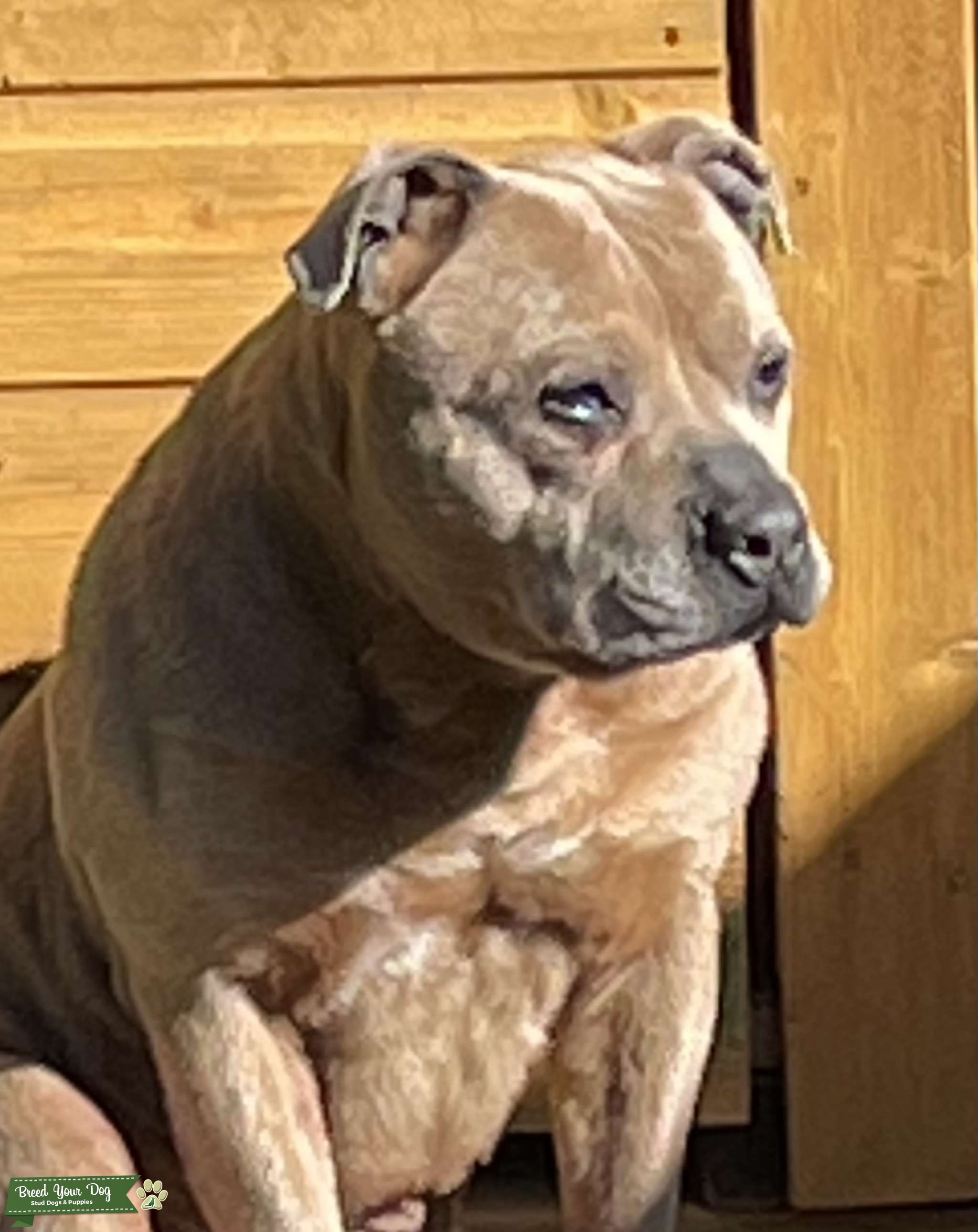 Fawn blue Staffordshire bull terrier ( STUD ) Stud Dog Manchester