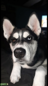 Pure Bred Siberian Husky Listing Image