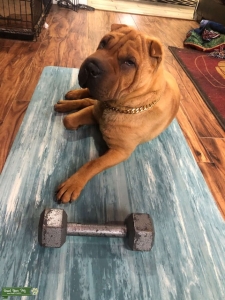 Tan Mini Shar Pei Listing Image