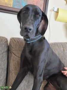 ISO great dane stud Listing Image
