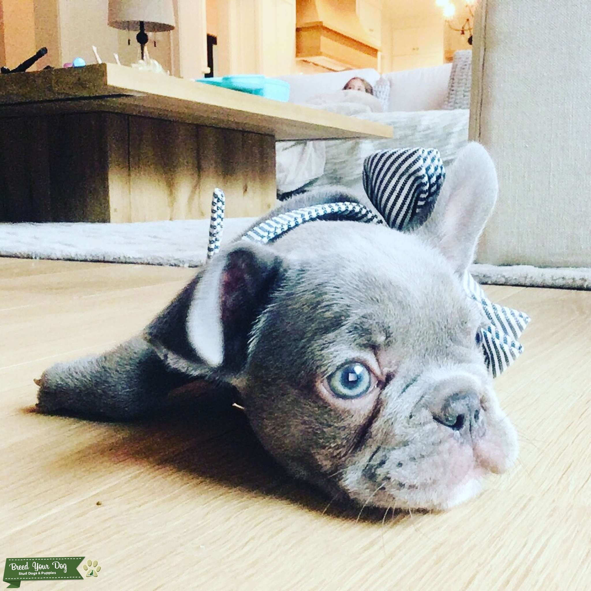 Lilac Quad Carrier French Bulldog Stud Dog Kansas City Breed Your Dog