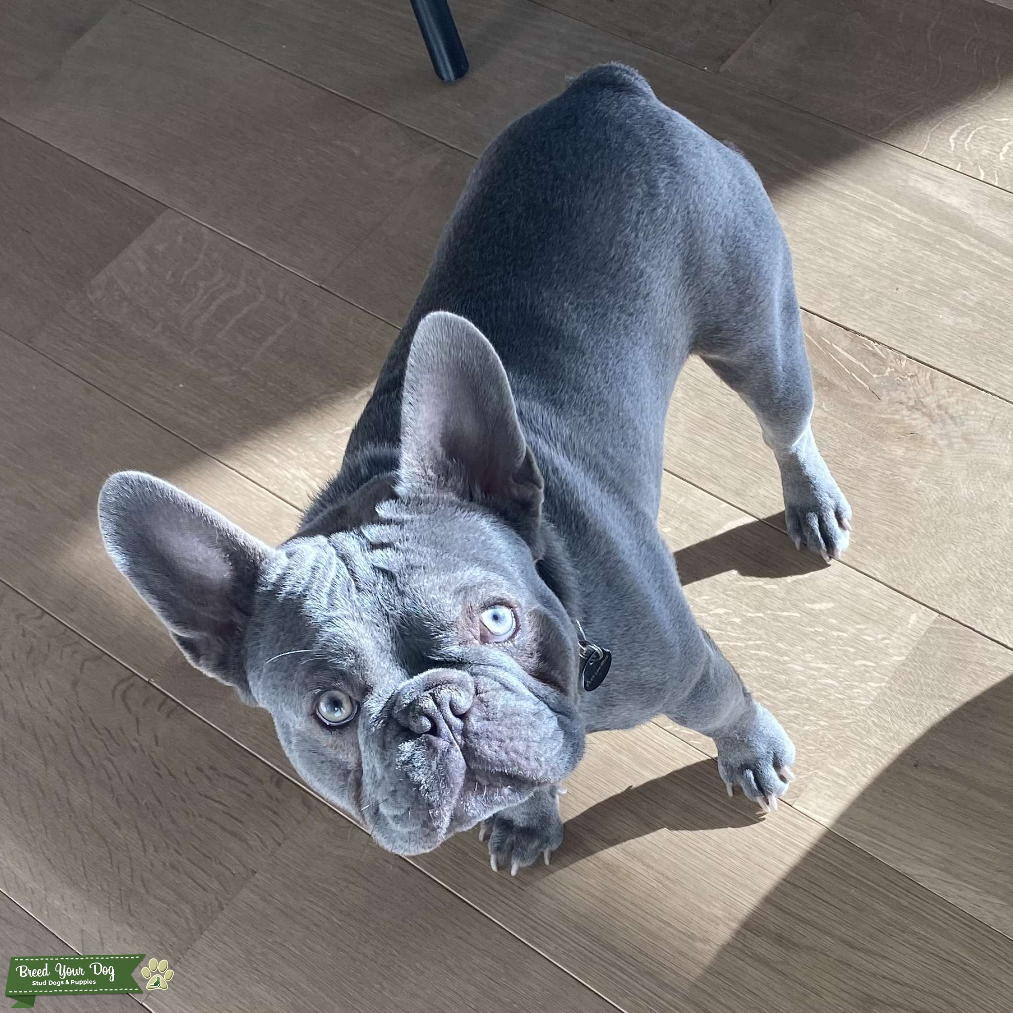 Lilac Quad Carrier French Bulldog Stud Dog Kansas City Breed Your Dog