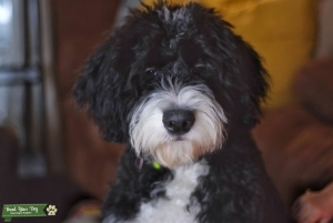Stud Bernadoodle Listing Image