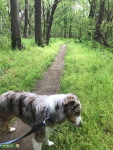 Wonderful Australian Shepherd Listing Image