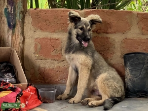 Brazilian Shollie Listing Image