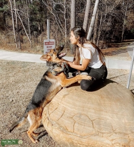 German Shepherd stud Listing Image