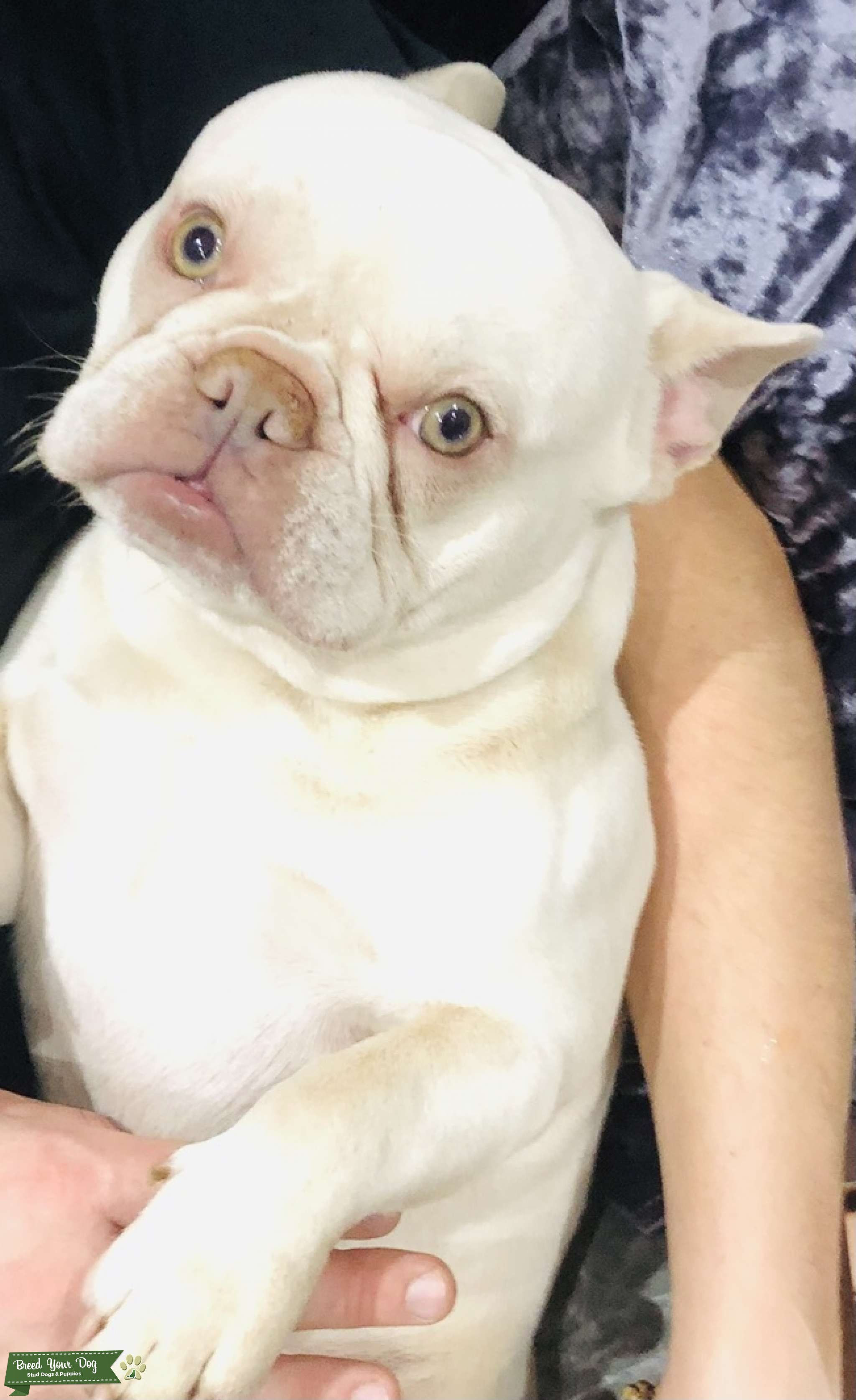 Lilac Platinum french bulldog stud Stud Dog in Worcestershire , United States Breed Your Dog