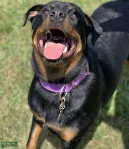 Rottweiler  Listing Image