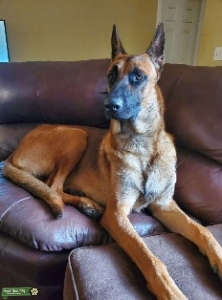 Extra Large Belgian Malinois (120lbs) Listing Image