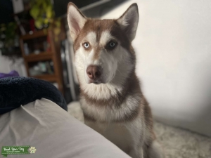 AKC certified male red husky Listing Image