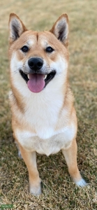 Red Sesame Shiba Inu  Listing Image