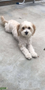 Female Maltese on Heat Listing Image