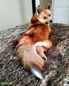 Mini adult female Foxy Pomsky looking for bf Listing Image