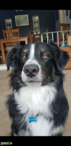English Shepherd Listing Image