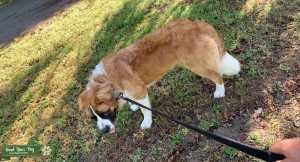 St. Bernard stud in search of lady friend Listing Image