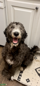 CKC F1B Labradoodle Listing Image