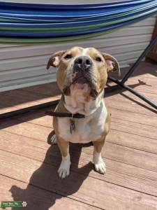 Red/Blue Nose American Stafford Terrier Listing Image