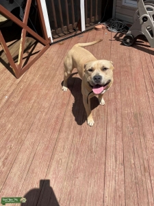 Red/Blue Nose American Stafford Terrier Listing Image