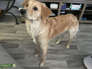 CKC female Golden Retriever  Listing Image