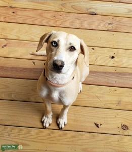 Labrador-Boxer Mix Listing Image