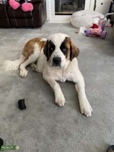 Stud dog Listing Image