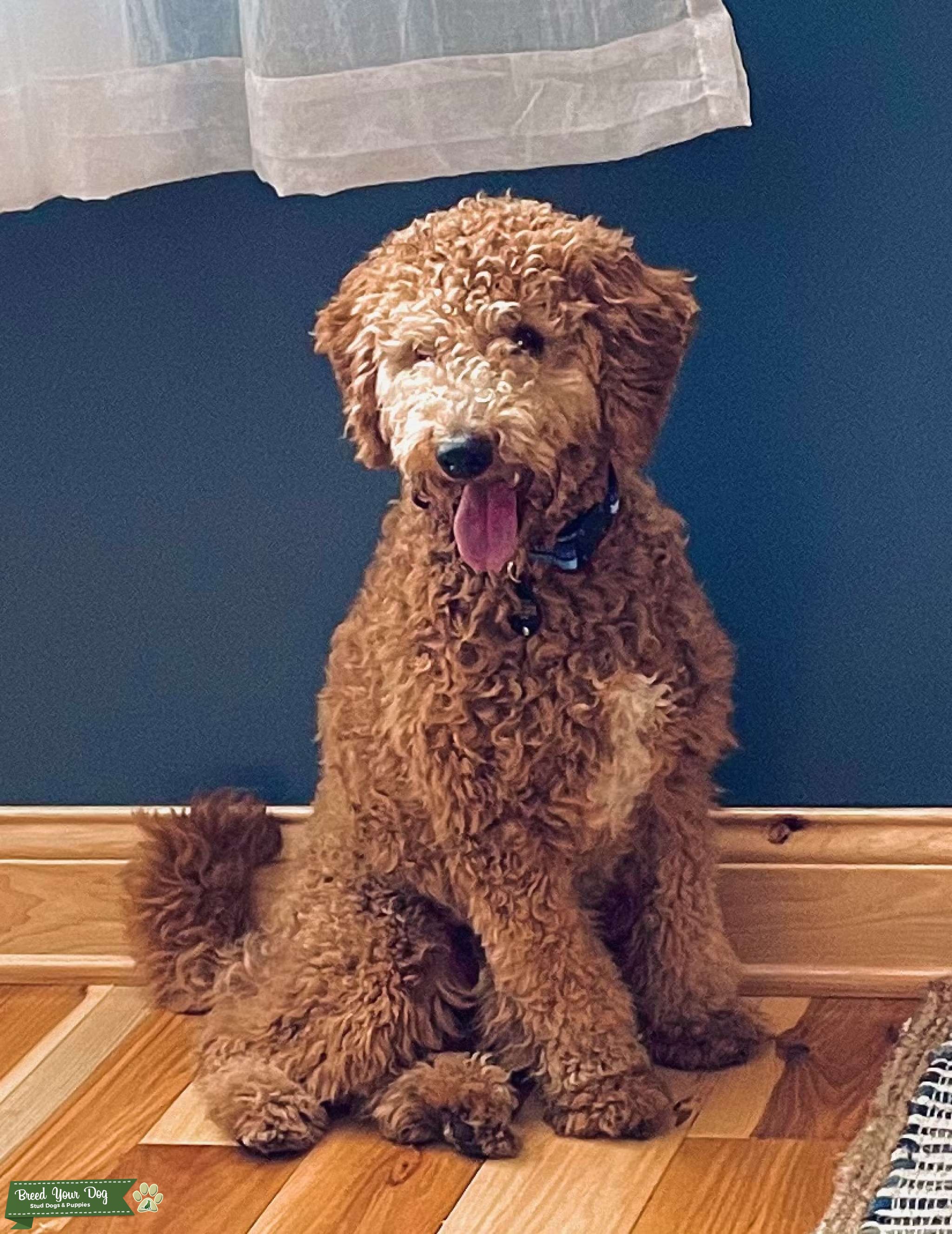 GoldenDoodle Stud Dog in Illinois , United States Breed Your Dog