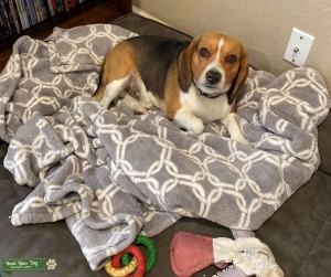 Beagle Listing Image