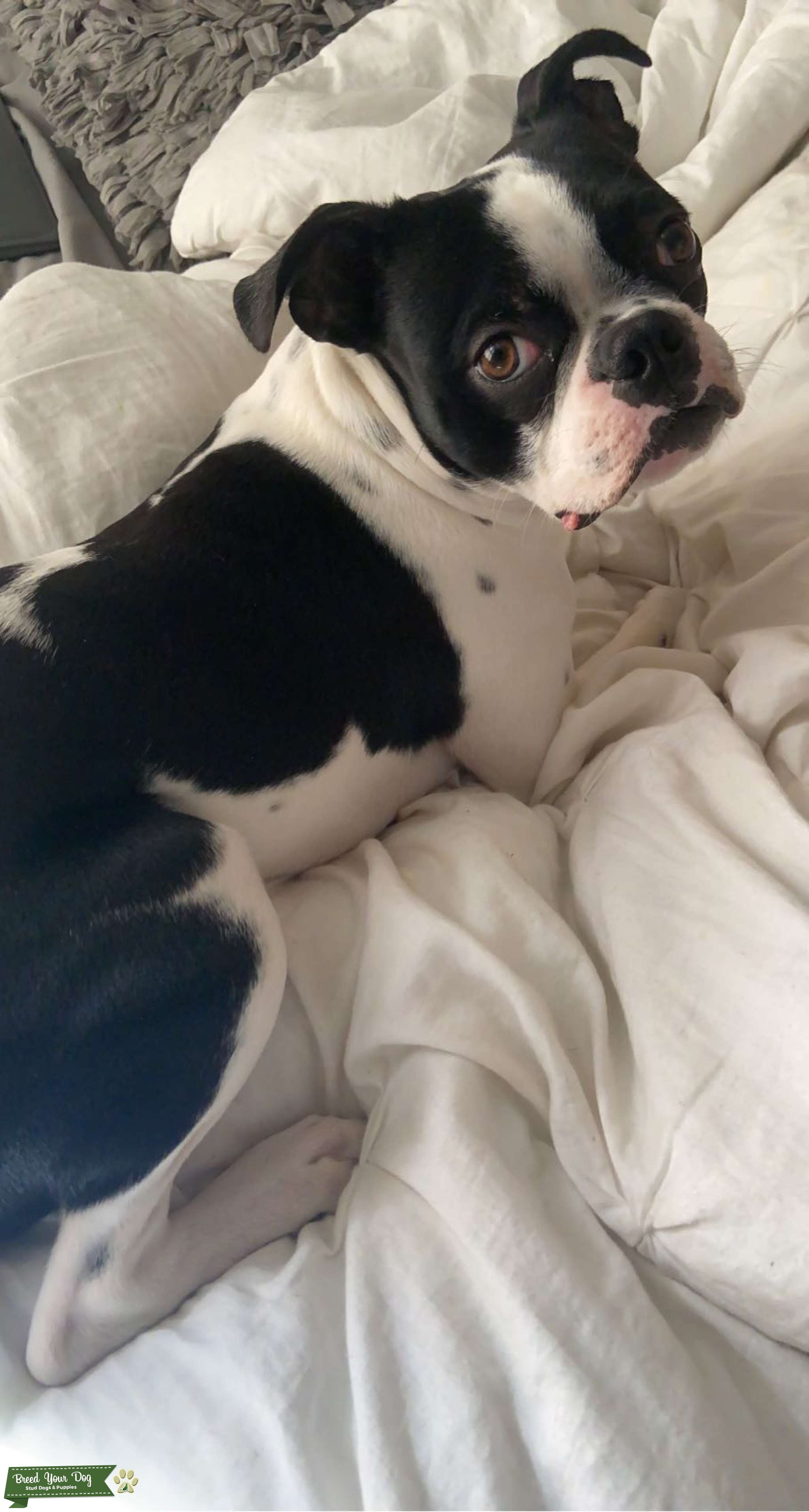 Splash Coat Boston Terrier Stud Dog Kentucky Breed Your Dog