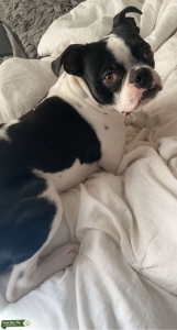 Splash Coat Boston Terrier Listing Image